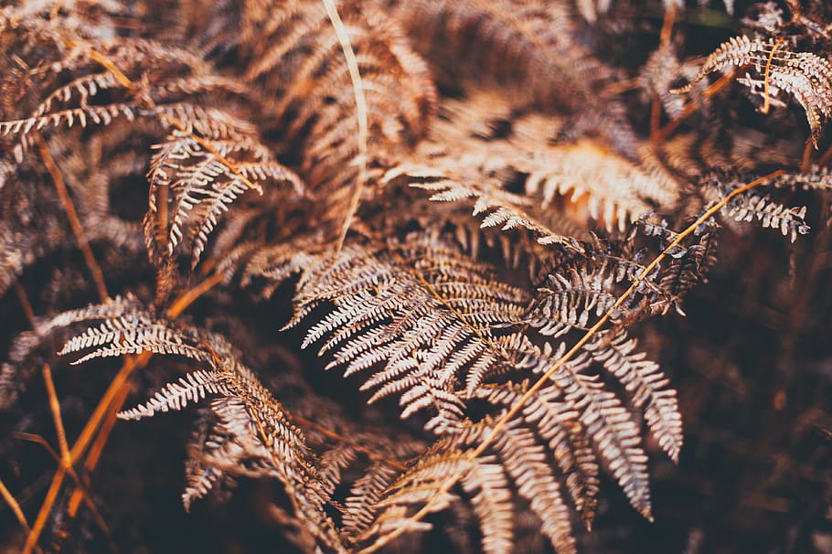 blur, close-up, environment, fern, focus, leaves, light, macro HD wallpaper