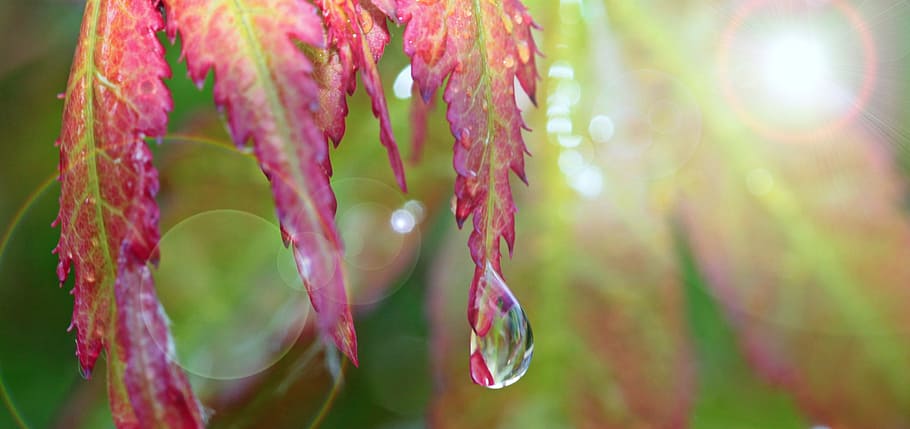 water droplet on pink leaf closeup photo, maple, drip, raindrop, HD wallpaper