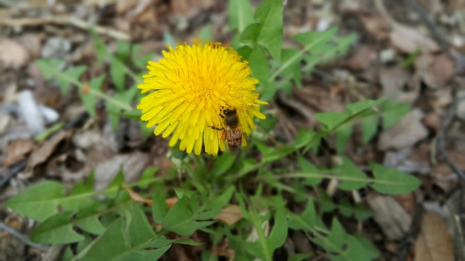 spring, flowers, dandelion, plants, nature, bee, yellow, invertebrate HD wallpaper