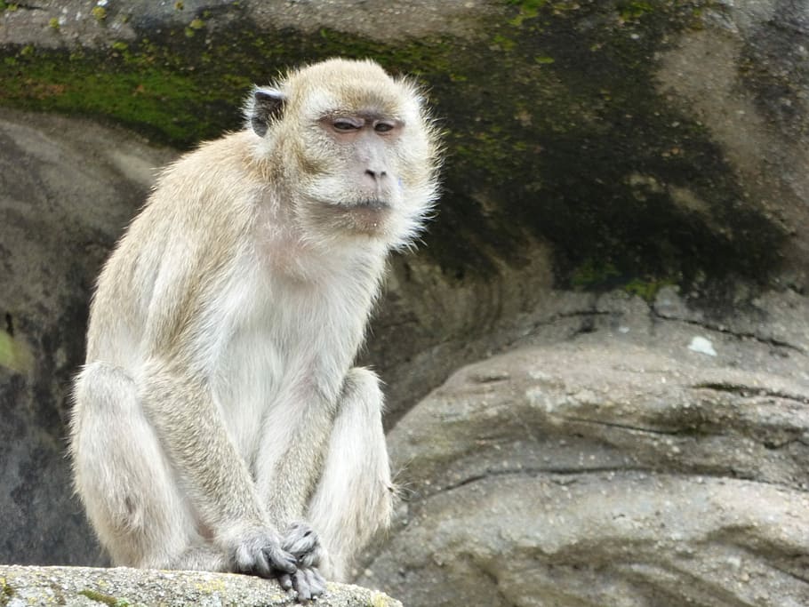 Monkey, Animal, Zoo, one animal, animal wildlife, animals in the wild HD wallpaper