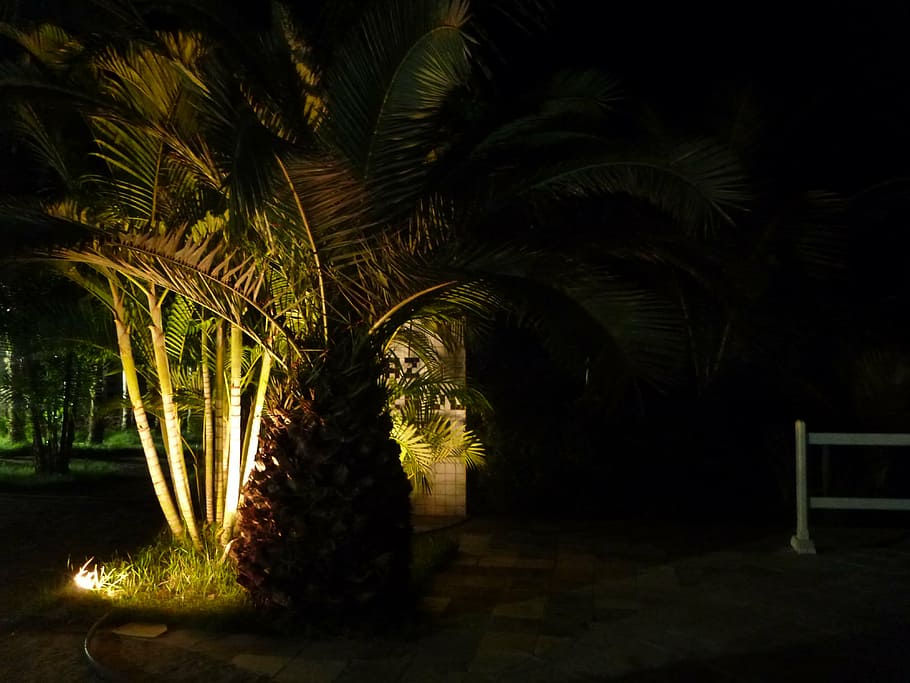 palm, treee, palm tree, romantic, vacation, silhouette, beach, HD wallpaper
