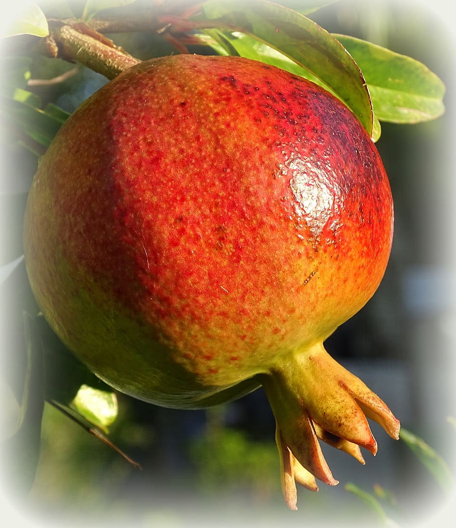 pomegranate, fruit, ripe, red, healthy, market, food, filled HD wallpaper