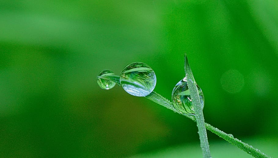shallow focus photography of drop water on leaf, nature, drops, HD wallpaper