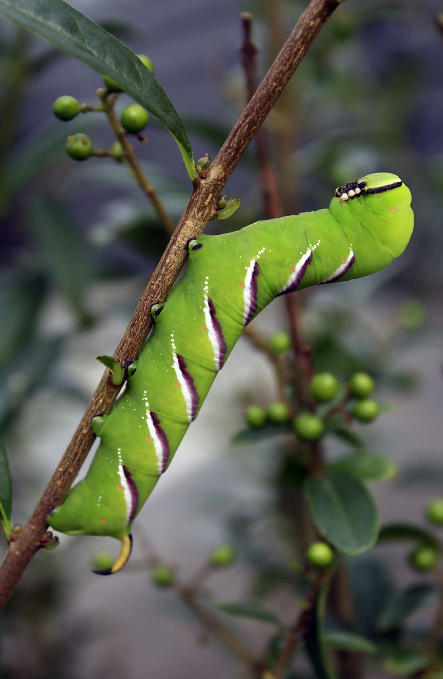 legustersværmer, moth, larvae, plant, growth, plant part, close-up HD wallpaper