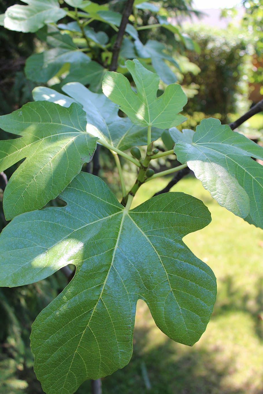 fig, tree, fruit, art, leaf, plant part, green color, growth HD wallpaper