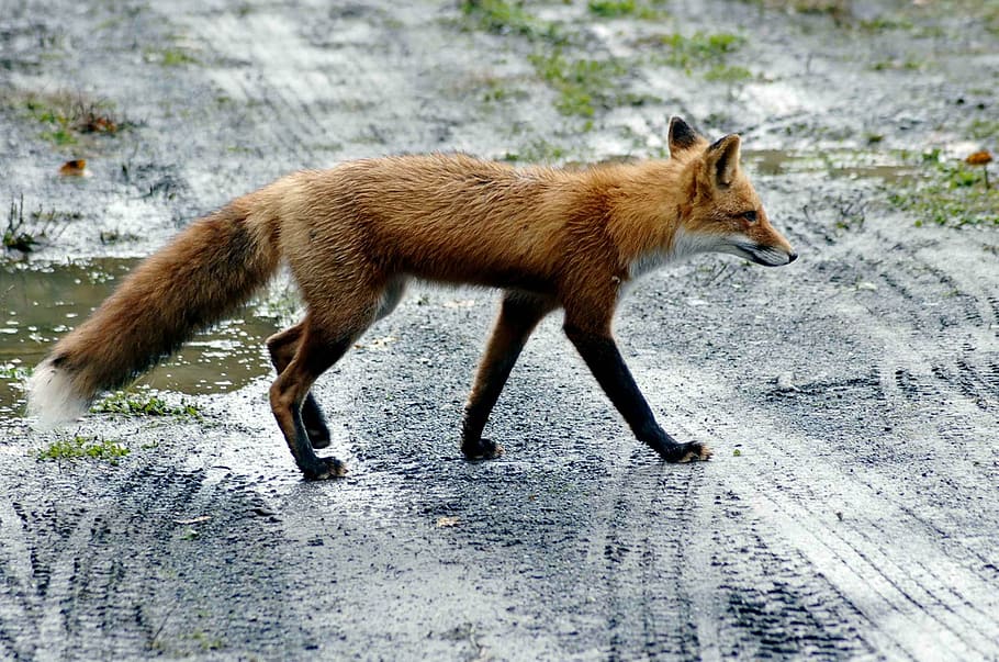 photograph of fox walks on wet dirt pathway, road, red, wolves HD wallpaper