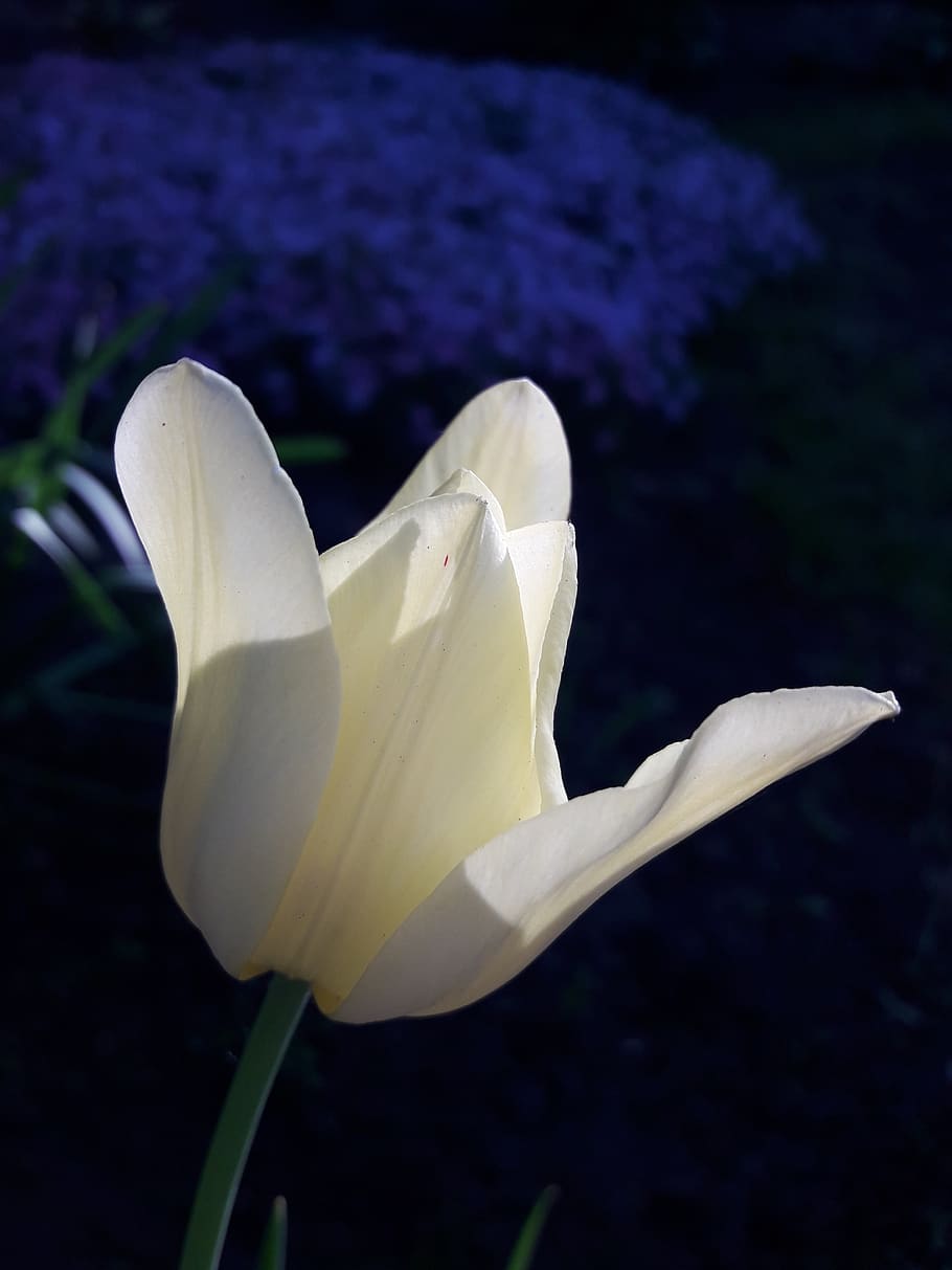 flowers, macro, nature, flowering plant, petal, vulnerability HD wallpaper