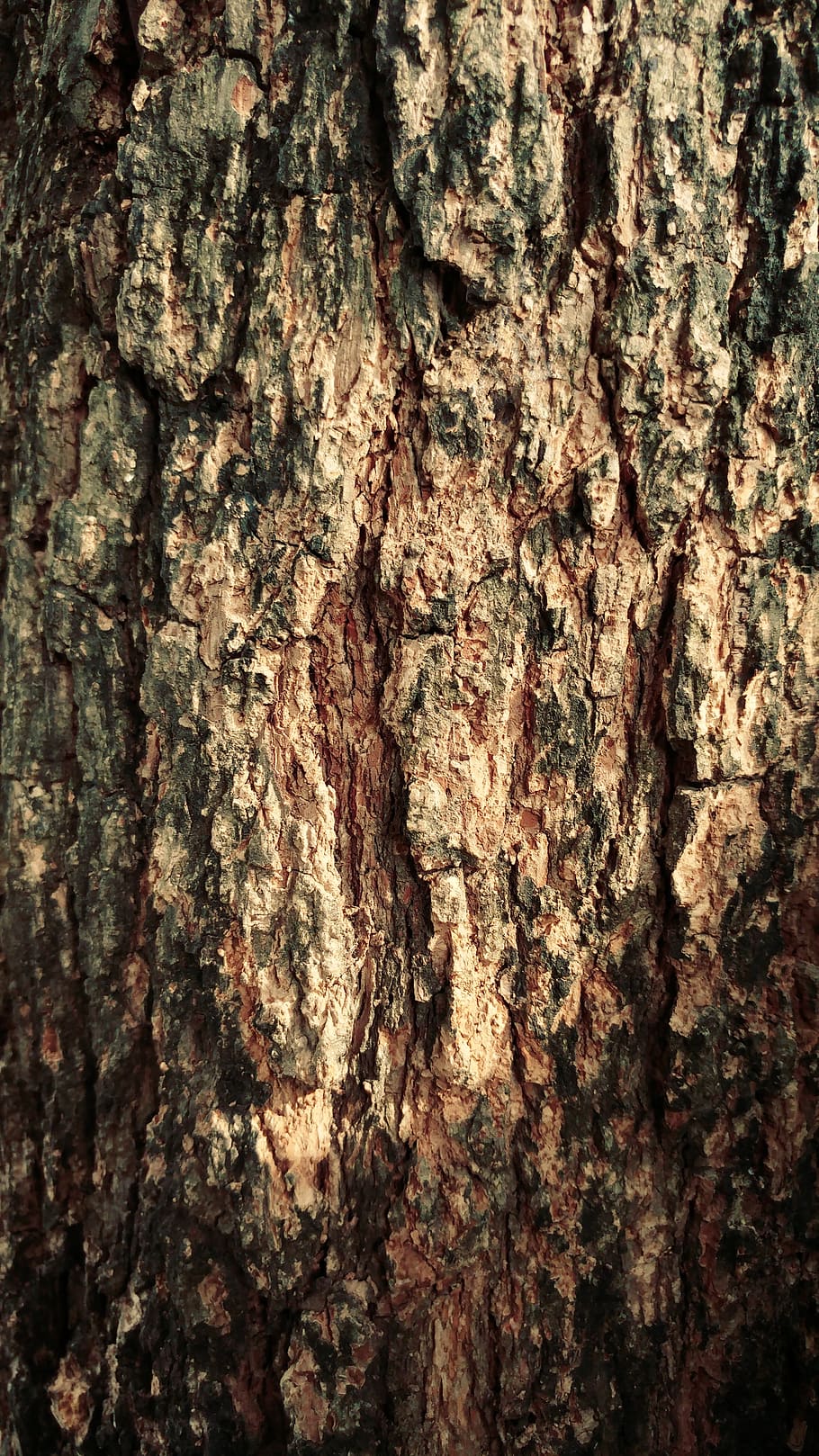 dry, wood, bark, crack, environment, textured, full frame, backgrounds HD wallpaper