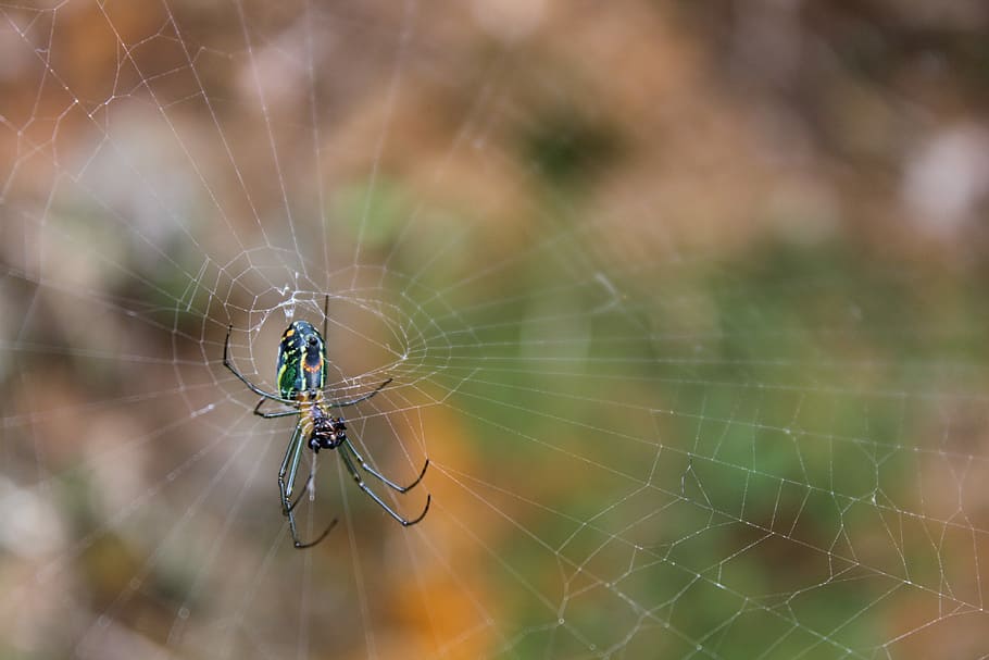 Spider, Web, Network, Arachnid, Nature, insect, fauna, approach HD wallpaper