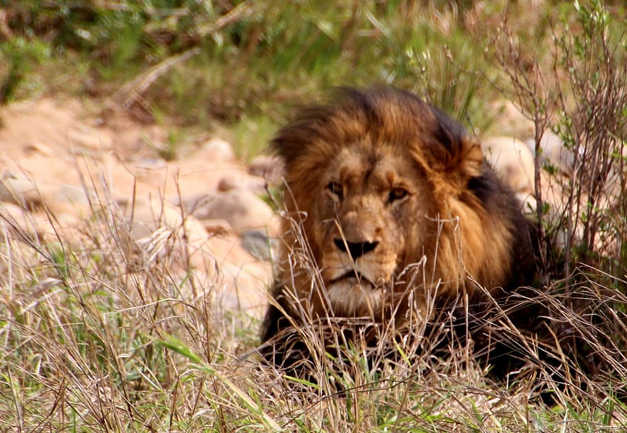 lion resting in grass, wildcat, predator, africa, wild animal