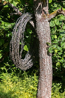 barbed wire, tree, barbed wire roll, role, hang, metal, iron roll HD wallpaper