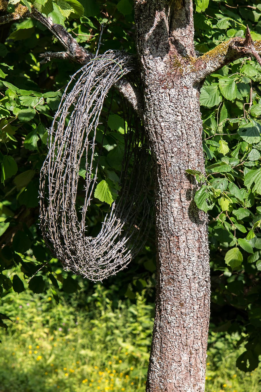 barbed wire, tree, barbed wire roll, role, hang, metal, iron roll HD wallpaper
