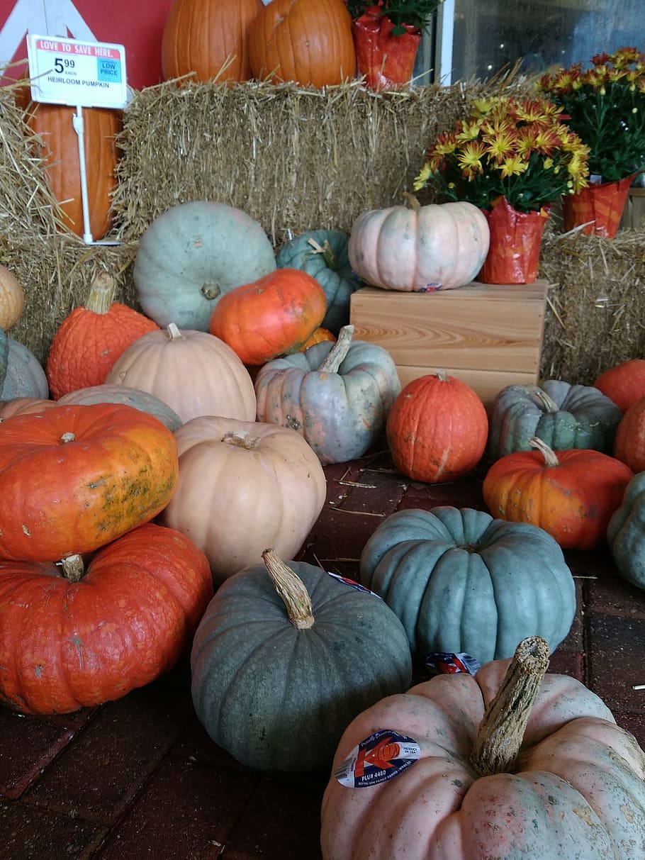 pumpkin patch, fall, autumn, orange pumpkin, green pumpkin HD wallpaper