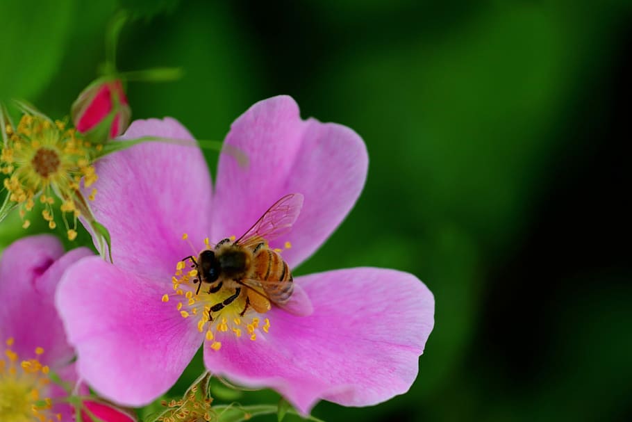 flower, bee, insect, nature, spring, macro, blossom, pollen HD wallpaper