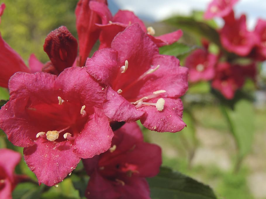 flower, red, stamp, macro, close, pistil, pollen, plant, flowering plant HD wallpaper