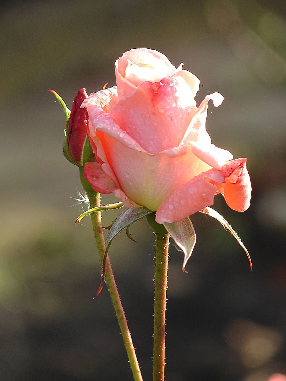 Гималайская роза фото