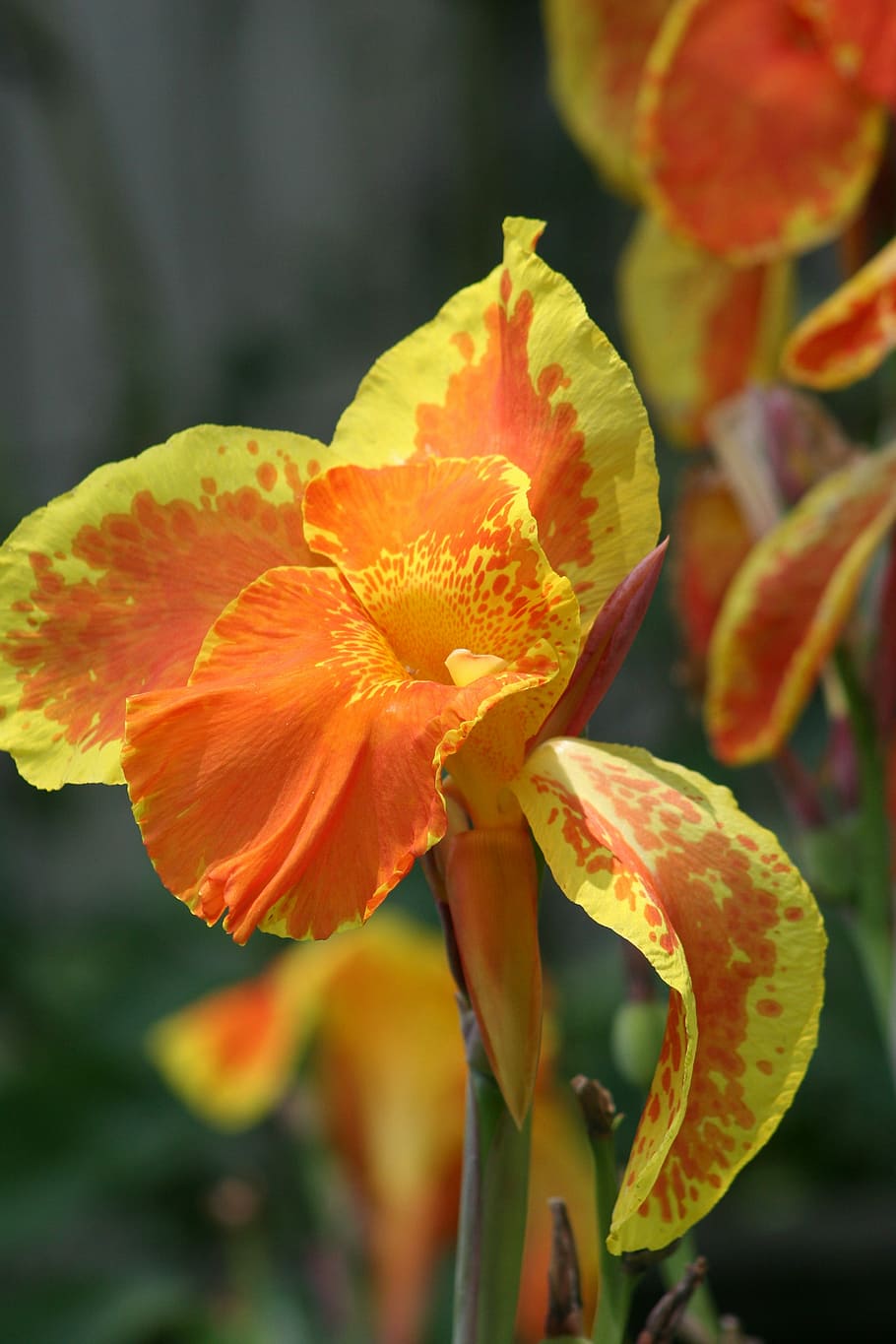 iris, plant, bloom, flowering plant, fragility, vulnerability HD wallpaper