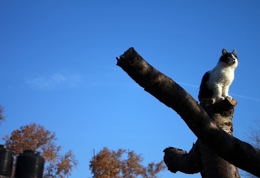 cat, sky, tree, animals, sculpture, art and craft, statue, blue HD wallpaper