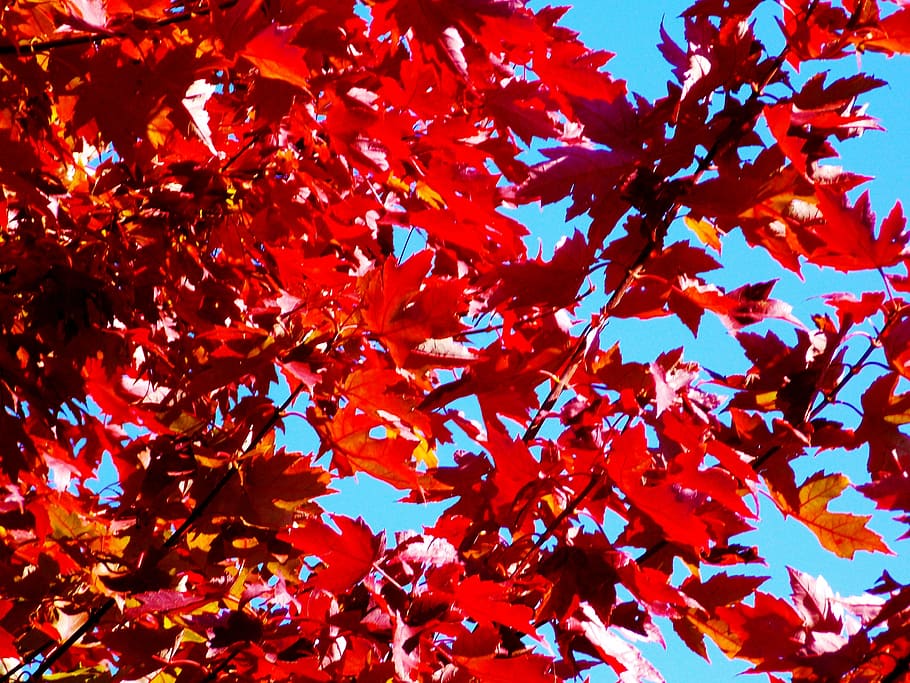 maple, tree, autumn, fall, foliage, nature, woods, leaves, outdoors HD wallpaper