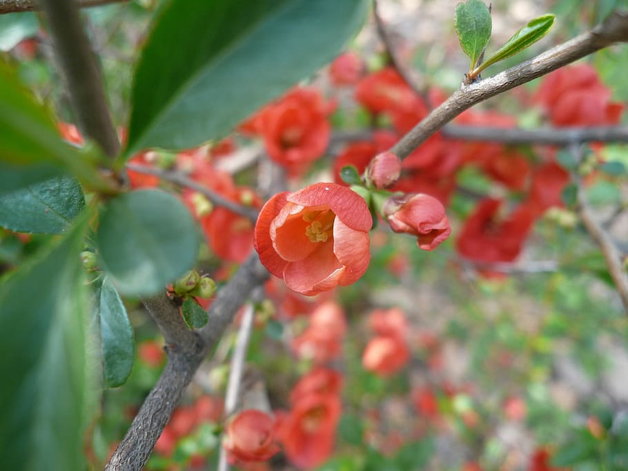 Flower, Spring, red, red flower, growth, plant, nature, beauty in nature HD wallpaper