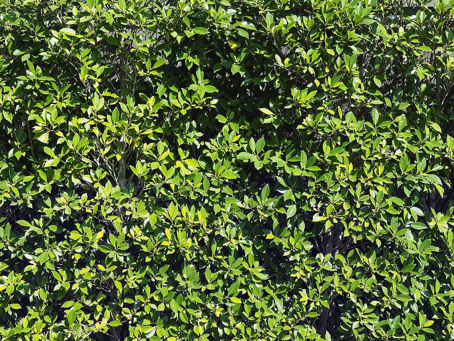 Wall, Tree, Pa, Background, Surfaces, the wall, green, nature HD wallpaper