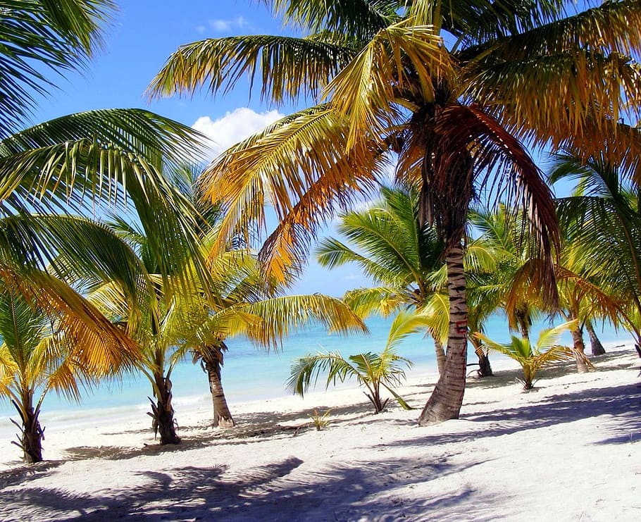 palm, beach, tree, tropical climate, palm tree, plant, growth HD wallpaper