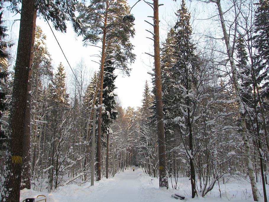 forest, winter, sky, branch, nature, snow, winter forest, cold HD wallpaper