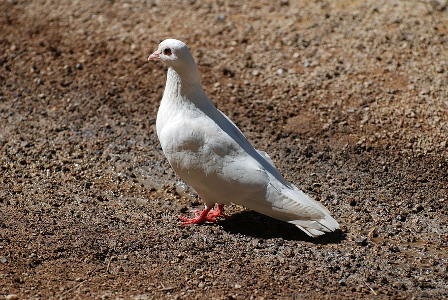 bird, white, dove, pigeons, birds, animals, fauna, nature, seagull, HD wallpaper