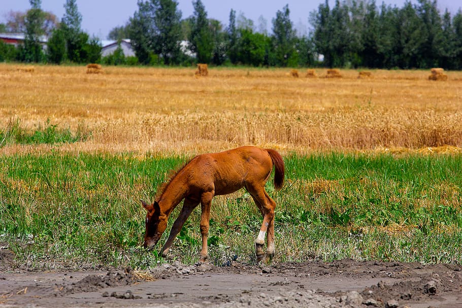 Horse, Fields, Brown, Nature, Animal, mare, foal, nag, gelding HD wallpaper