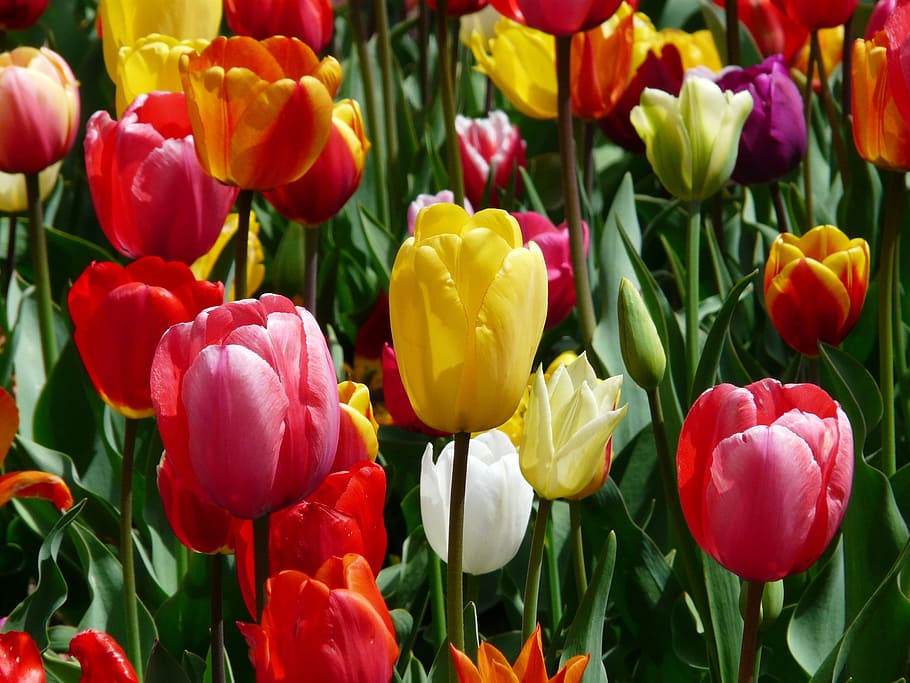 pink and yellow tulip flowers, tulips, tulpenbluete, tulip field
