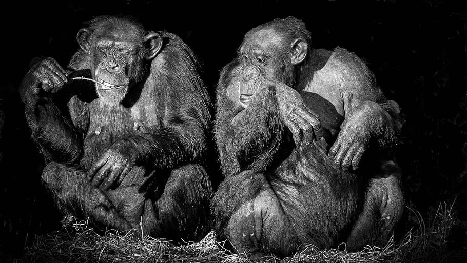 mammal, portrait, adult, chimpanzee, monotone, black and white