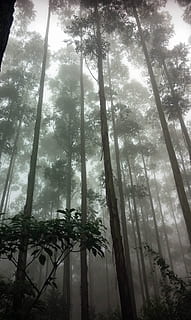 Forest, Trees, Misty, Nature, Green, wood, environment, natural HD wallpaper