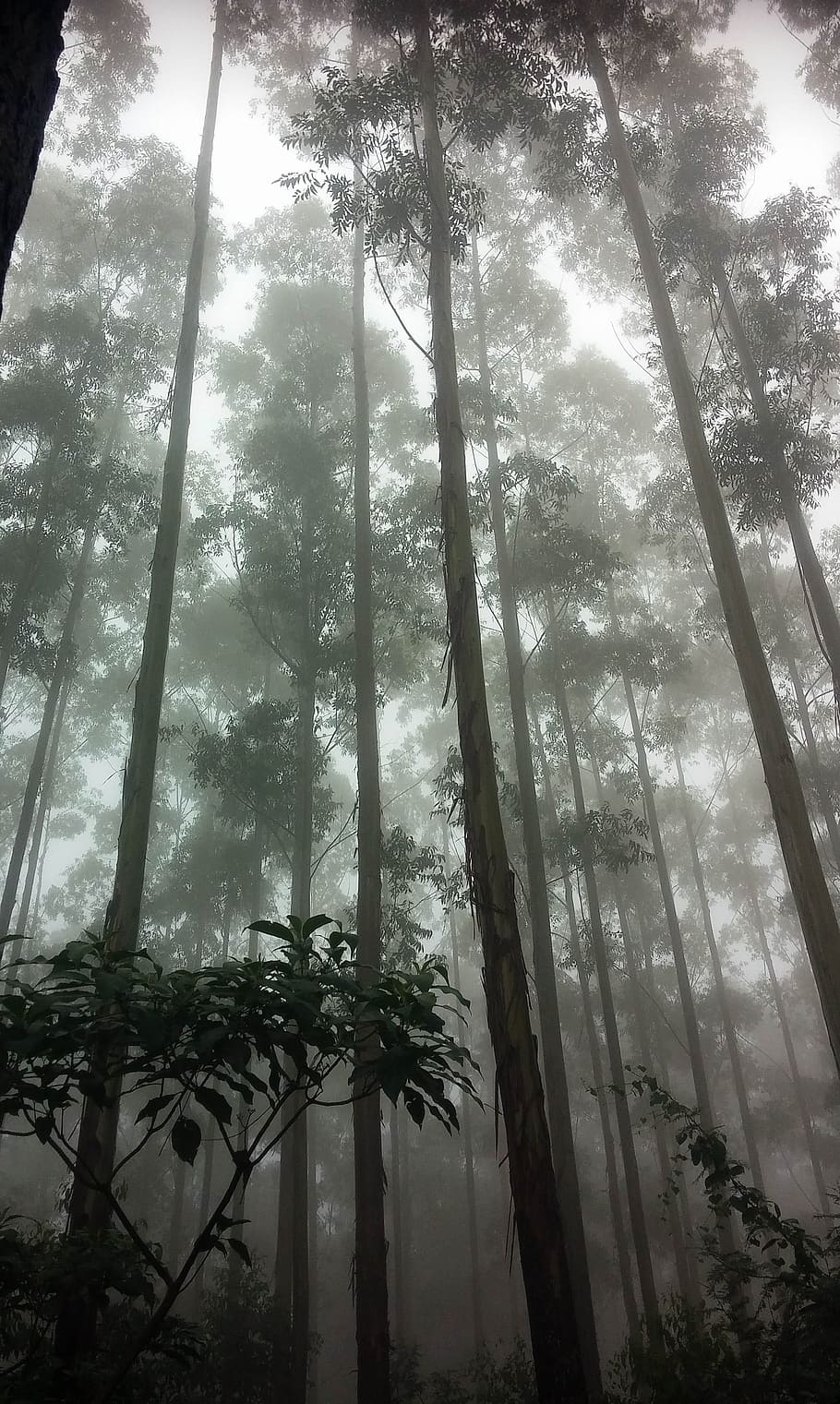 Forest, Trees, Misty, Nature, Green, wood, environment, natural HD wallpaper