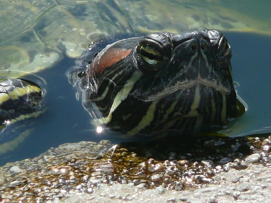 turtle, water, head, animal, shell, background, macro, reptile HD wallpaper