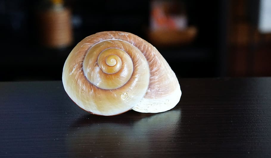 Snail, Decoration, Design, Decorative, ornament, texture, decorative figure HD wallpaper
