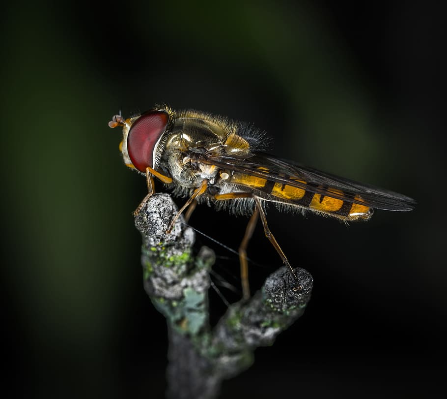 insect, fly, nature, wing, living nature, gorzalka, sprig, macro HD wallpaper