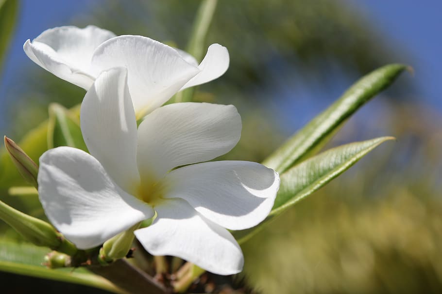 Flower, Macro, White, Nature, Floral, blossom, spring, garden HD wallpaper