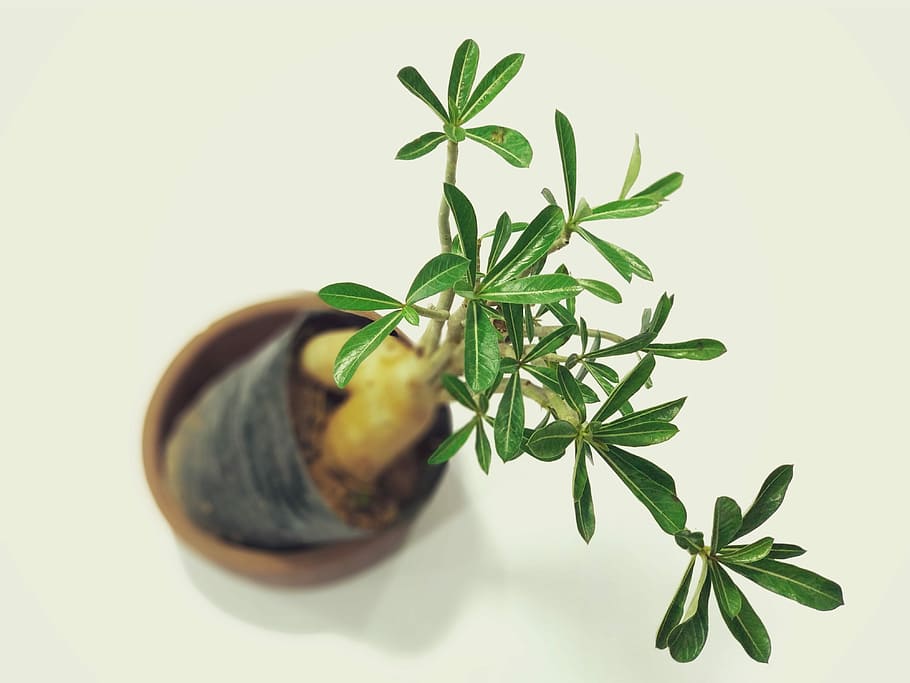 green leafed plant on pot, planter, bonsai, tree, plant part HD wallpaper