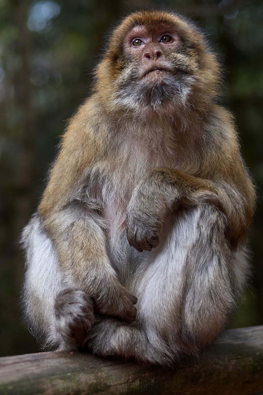 closeup photo of primate, brown monkey sitting on tree branch HD wallpaper