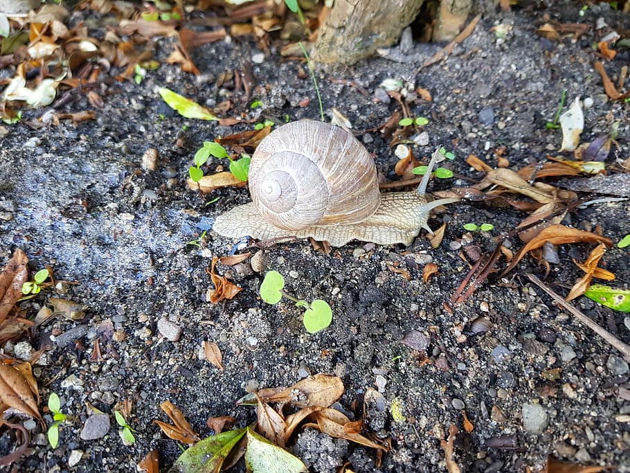 snails, hungry, trip, mollusk, shell, invertebrate, field, gastropod HD wallpaper