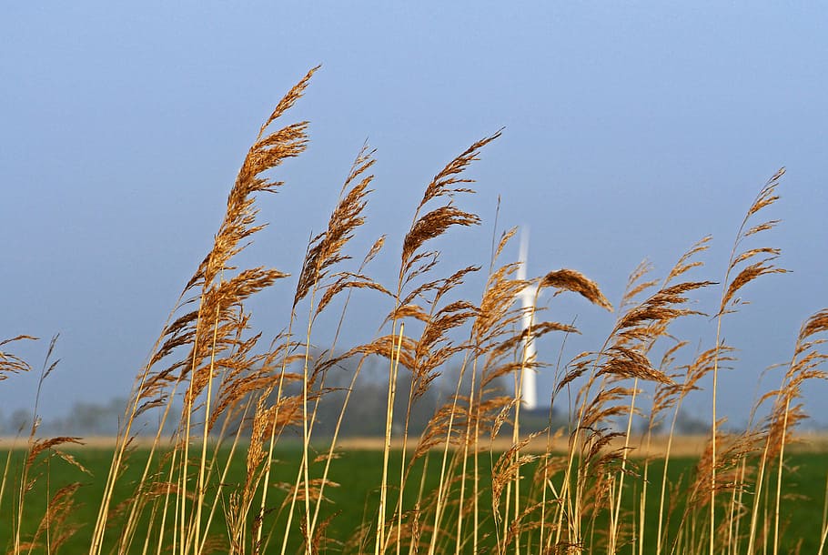 east frisia, flat land, wedel, wind power, reed, wet meadows, HD wallpaper