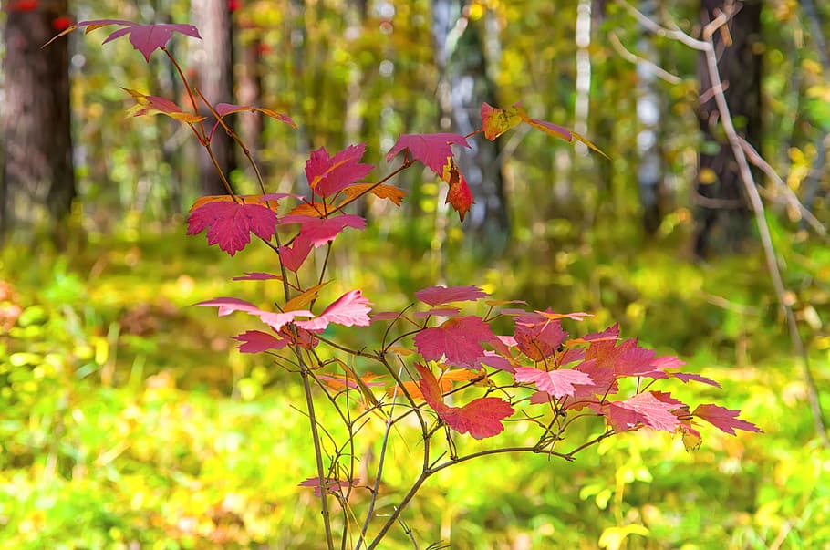 Autumn, Sheet, Forest, Yellow, autumn nature, golden autumn HD wallpaper