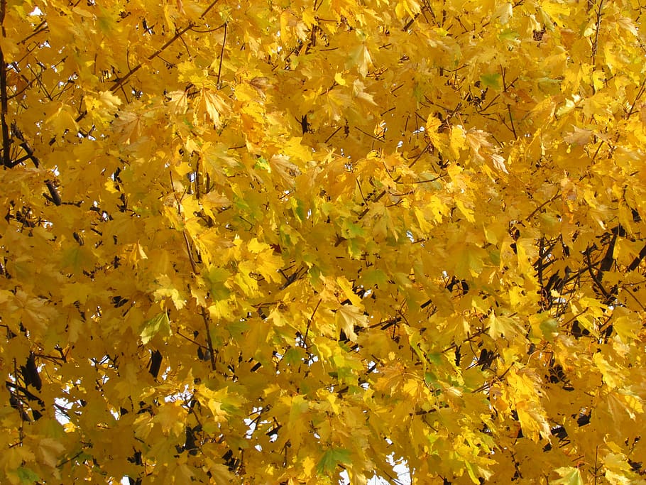 Fall, Autumn, Leaves, Foliage, october, gold, maple, tree, golden HD wallpaper