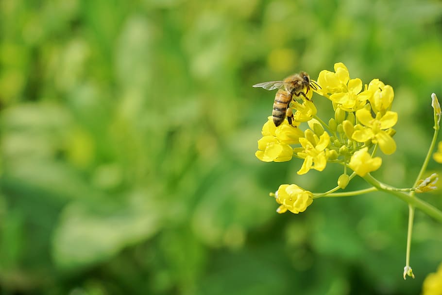 rape, bee, spring, flower, yellow, one animal, nature, insect HD wallpaper