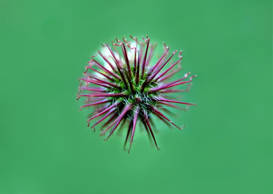 nature, plant, background, close, flower, macro photography HD wallpaper