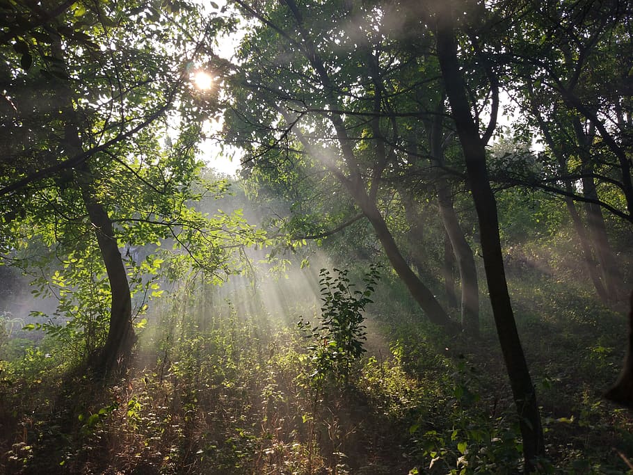 forest, smoke, nature, tree, plant, land, beauty in nature HD wallpaper