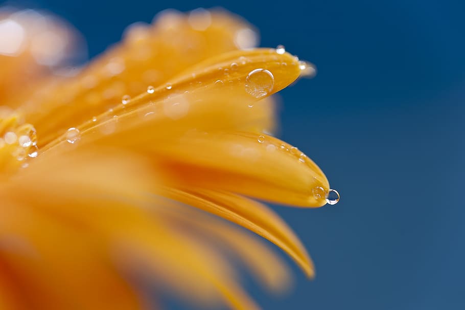 flower, water-drop, close-up, freshness, wet, petal, flowering plant HD wallpaper