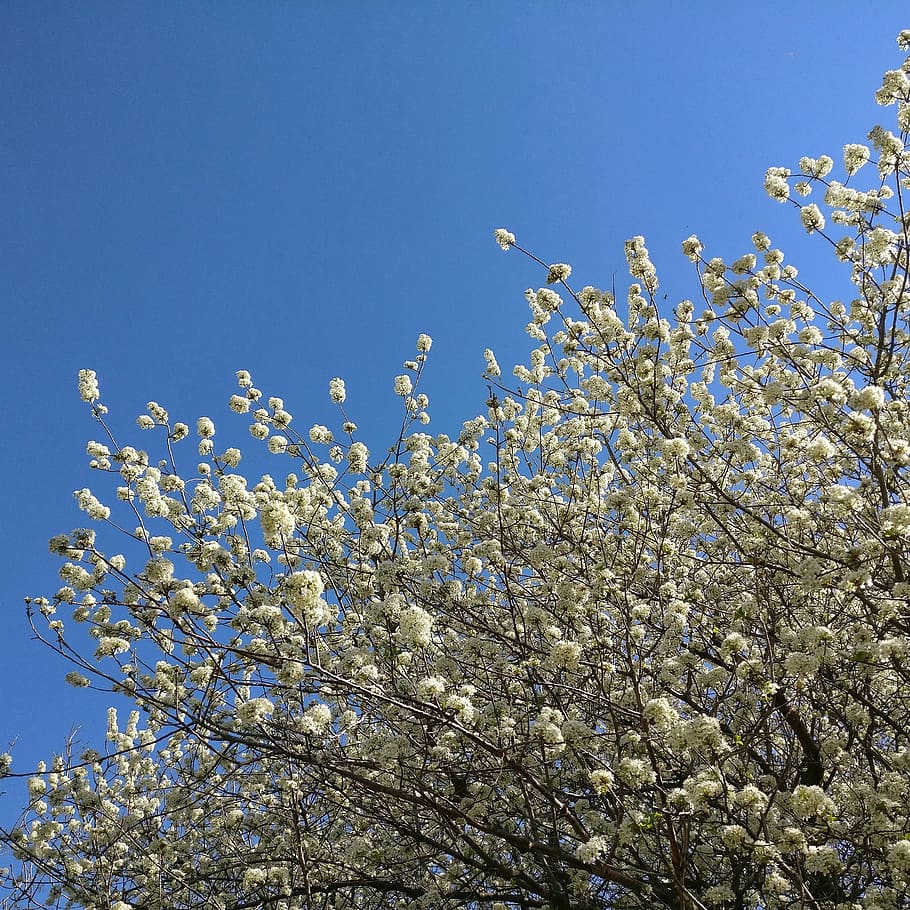spring, flowers, sky, nature, tree, branch, springtime, blue HD wallpaper
