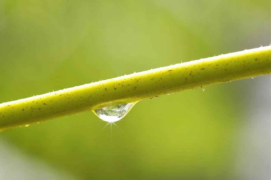 leaf, nature, plant, dew, close-up, green color, no people HD wallpaper
