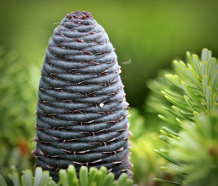 selective focus photography of plant, fir, pine cones, blue tap HD wallpaper